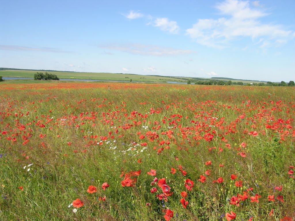 Олексіївка з panoramio.com - Алексеевка