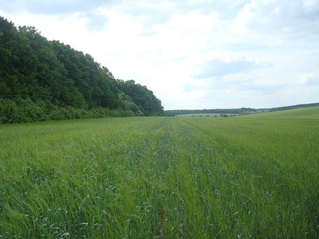 Ставчани з panoramio.com - Ставчаны