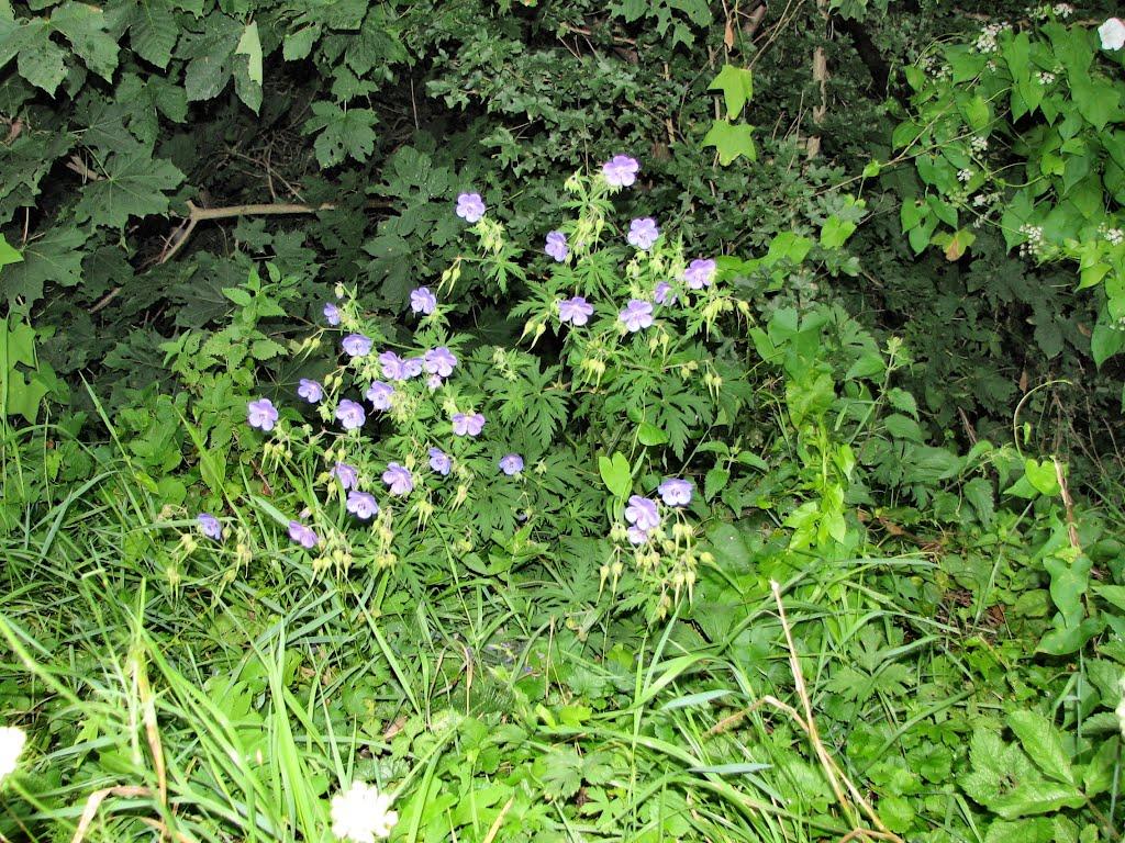 Кринцілів з panoramio.com - Кринцілів