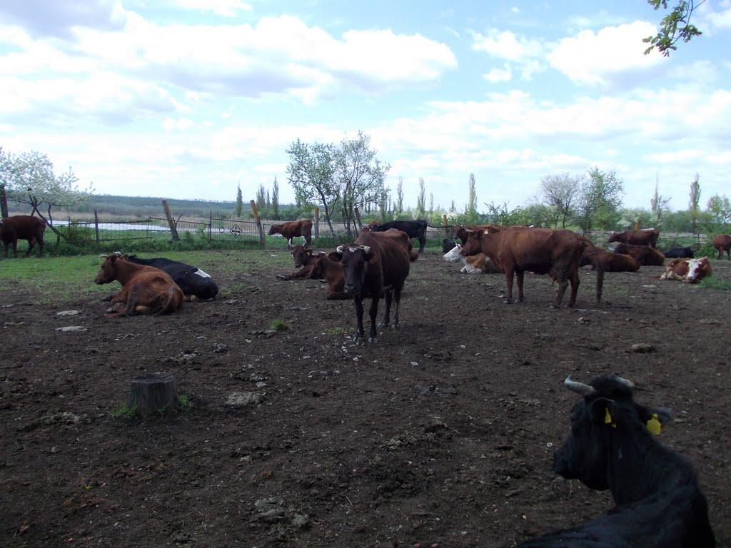 Макарівка з panoramio.com - Макаровка