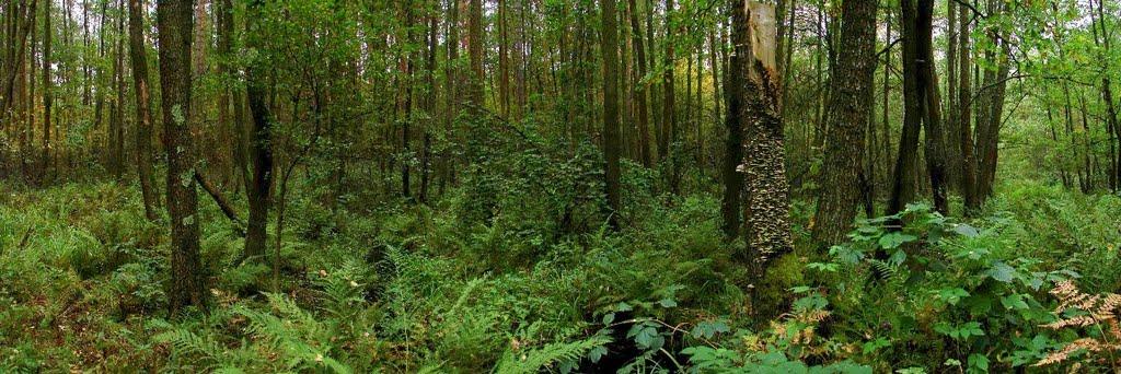 Миропіль з panoramio.com - Мирополь