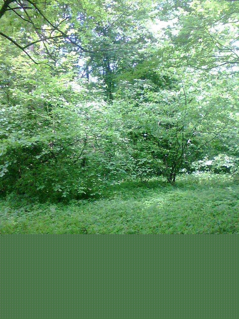 Воронівка з panoramio.com - Воронівка