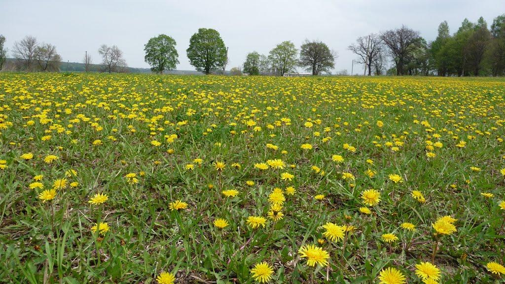 Копиткове з panoramio.com - Копиткове