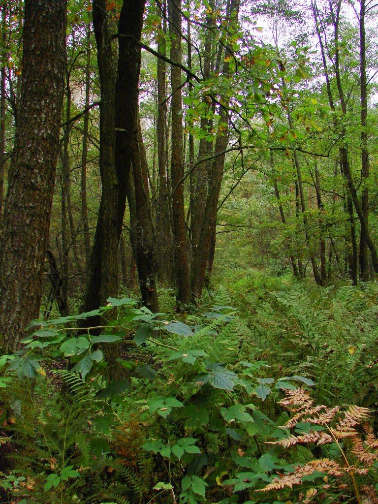 Миропіль з panoramio.com - Мирополь