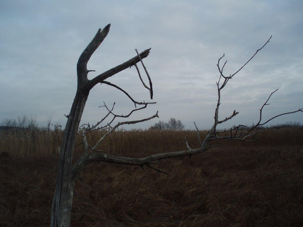 Торчицький Степок з panoramio.com - Торчицкий Степок