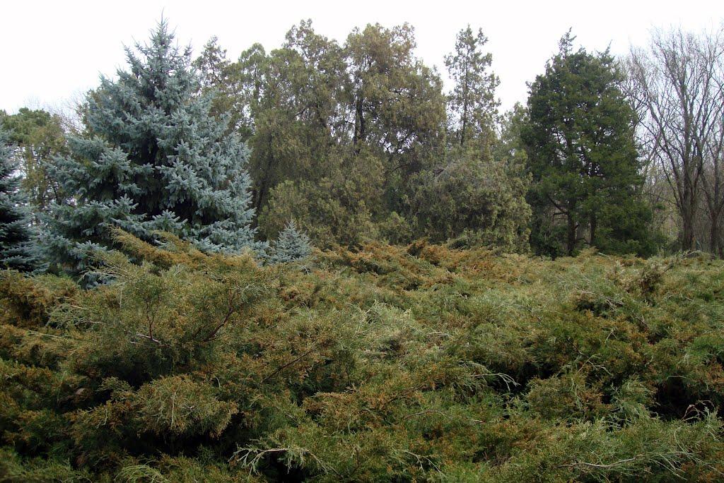 Асканія-Нова з panoramio.com - Askaniya-Nova