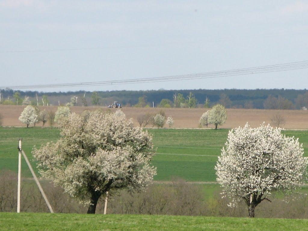 Великий Олександрів з panoramio.com - Velykyy Oleksandriv