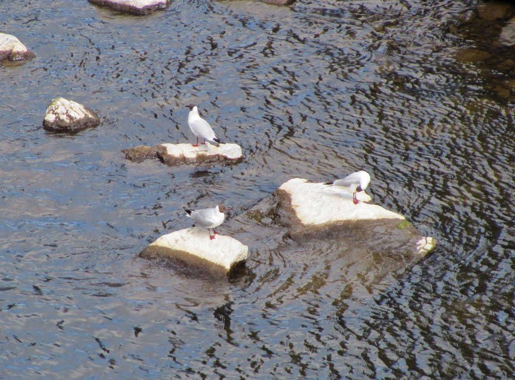 Буки з panoramio.com - Буки