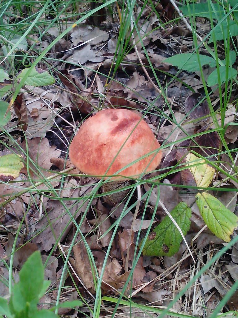 Рясне-Руське з panoramio.com - Рясне-Руське