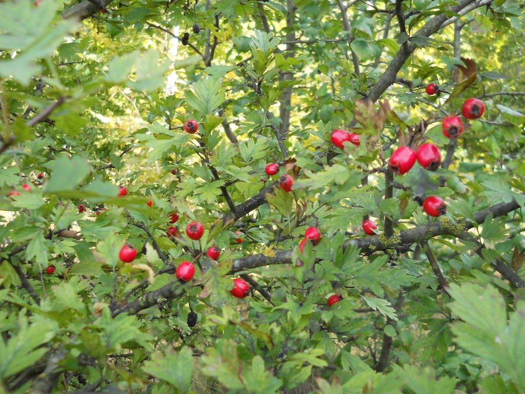 Грушківці з panoramio.com - Грушківці