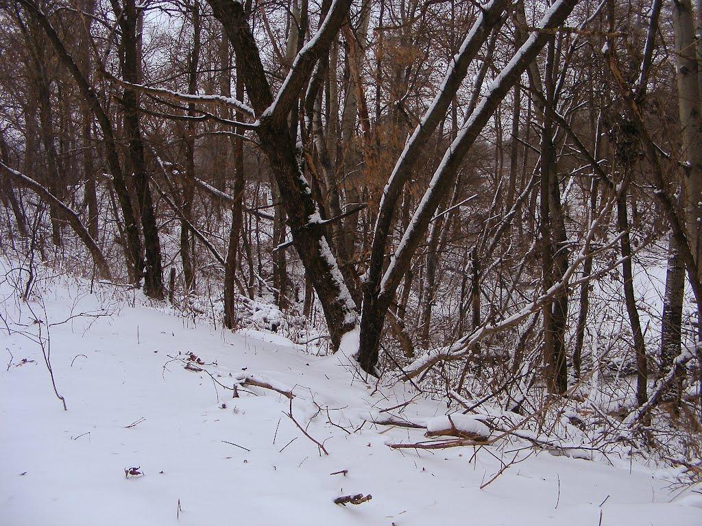 Шишаки з panoramio.com - Шишаки