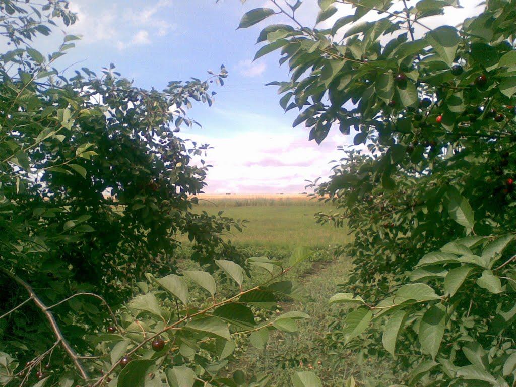 Грушуватка з panoramio.com - Грушуватка