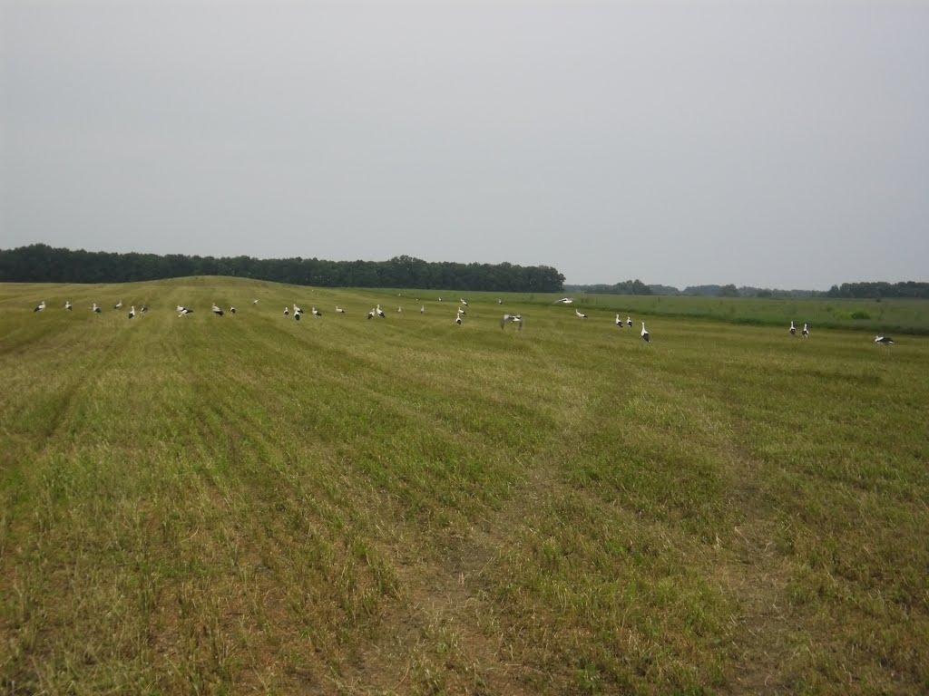 Лукашівка з panoramio.com - Лукашівка