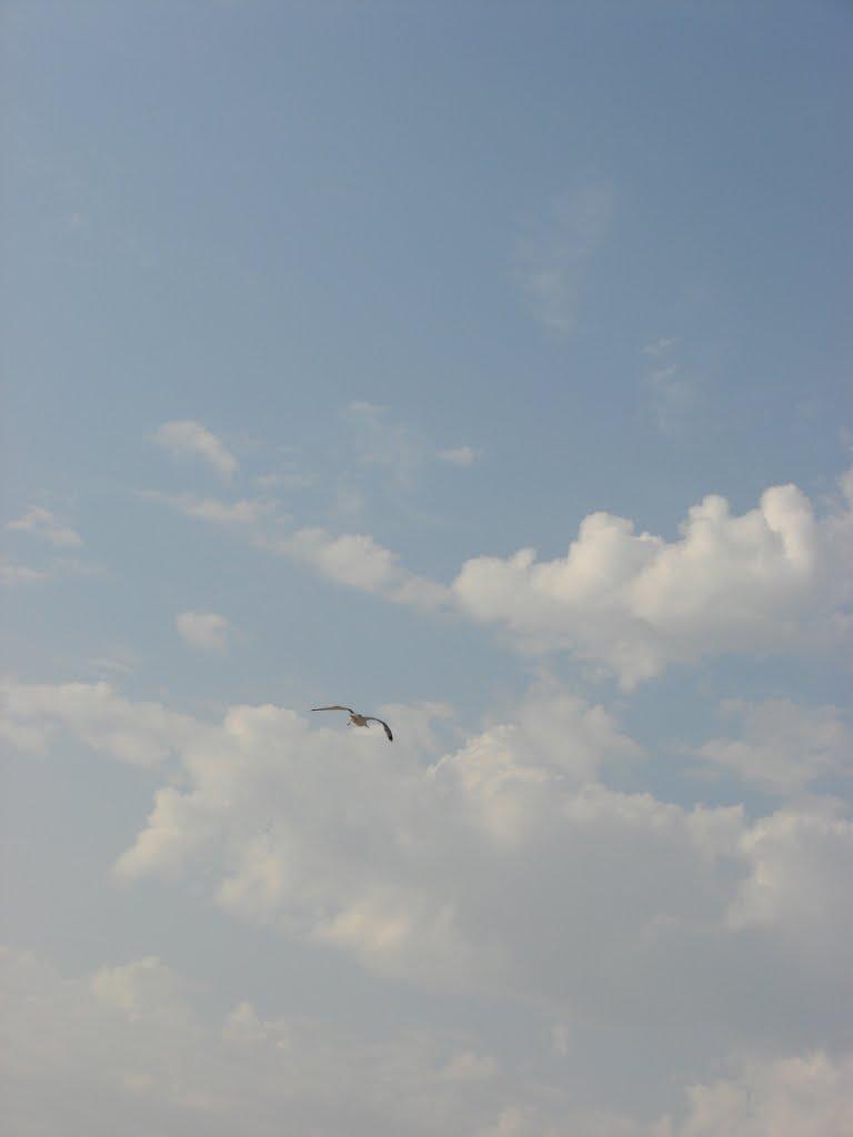 Стрілкове з panoramio.com (ч.2) - Стрелковое