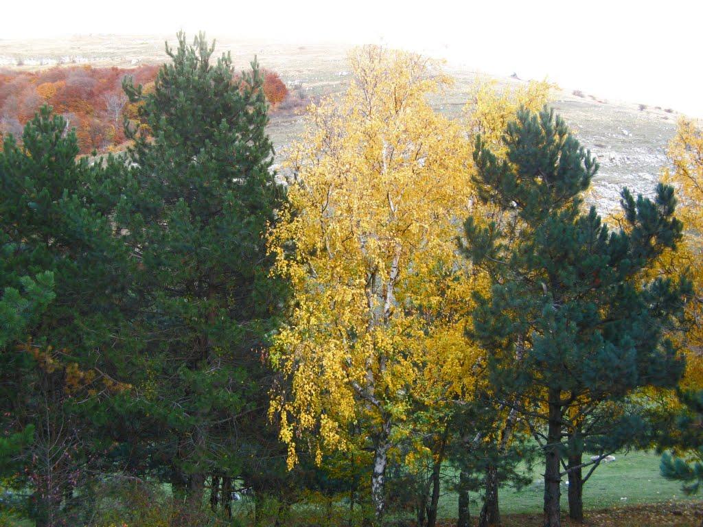 Лаванда з panoramio.com (ч.2) - Лаванда