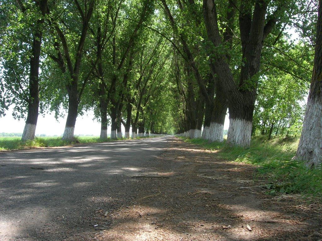 Веселе з panoramio.com - Веселе