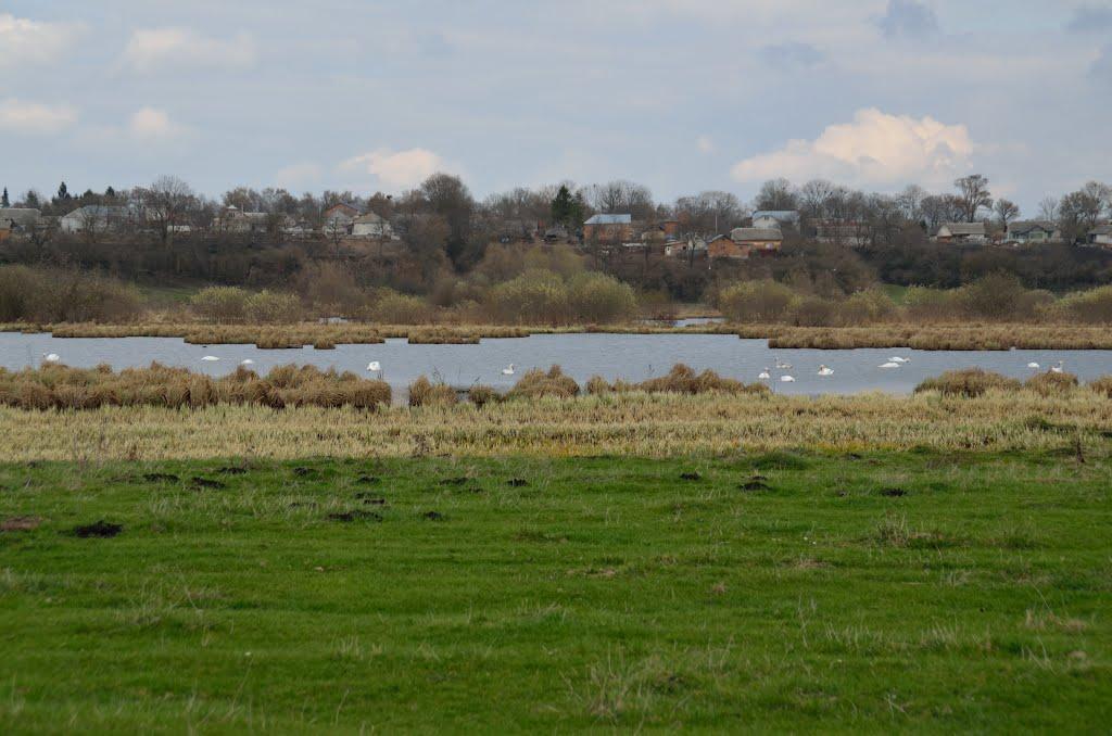 Купчинці з panoramio.com - Купчинці