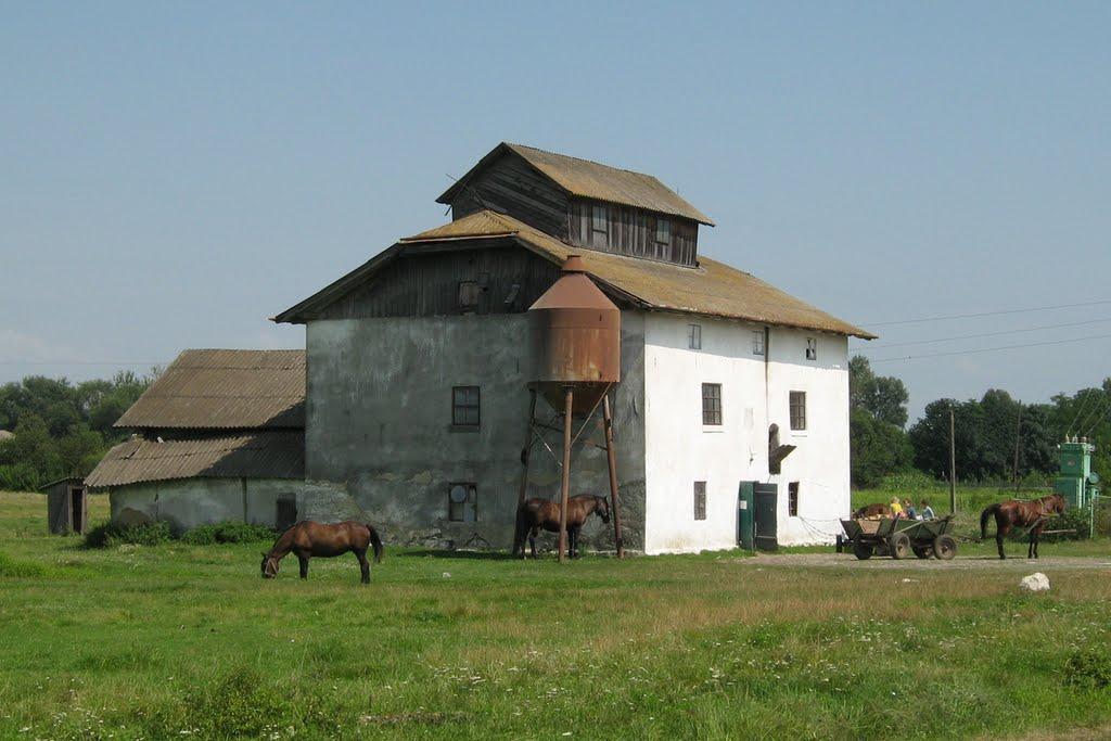 Олеша з panoramio.com - Олеша