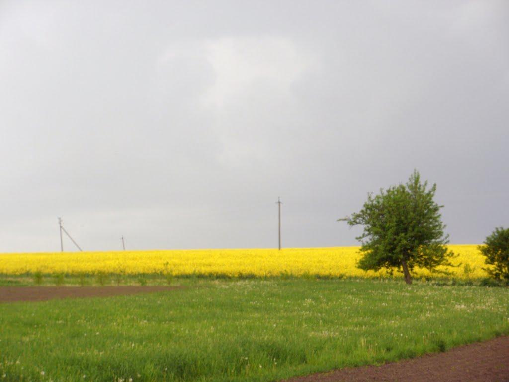 Теліжинці з panoramio.com - Telizhyntsi