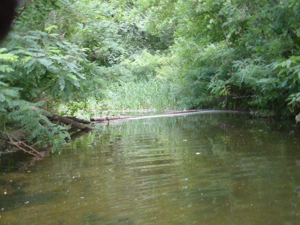 Кияшки з panoramio.com - Кияшки
