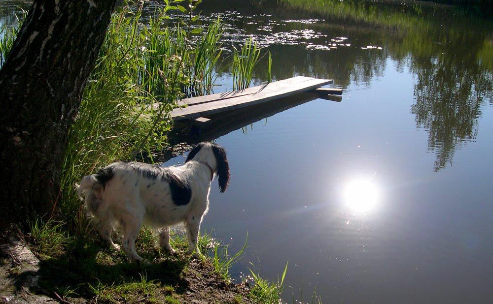 Ровжі з panoramio.com - Ровжи