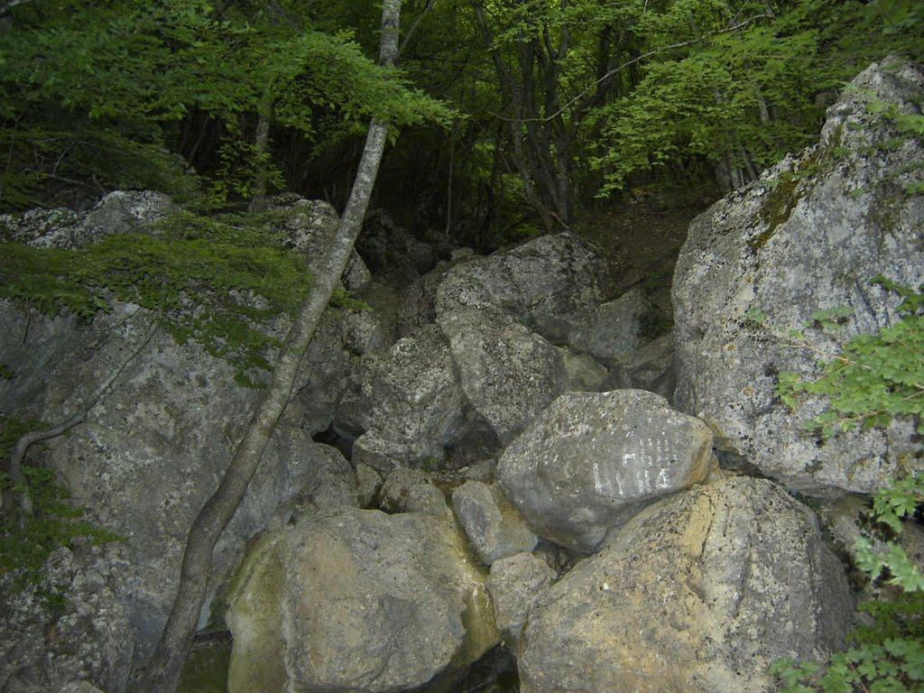 Олива з panoramio.com - Олива