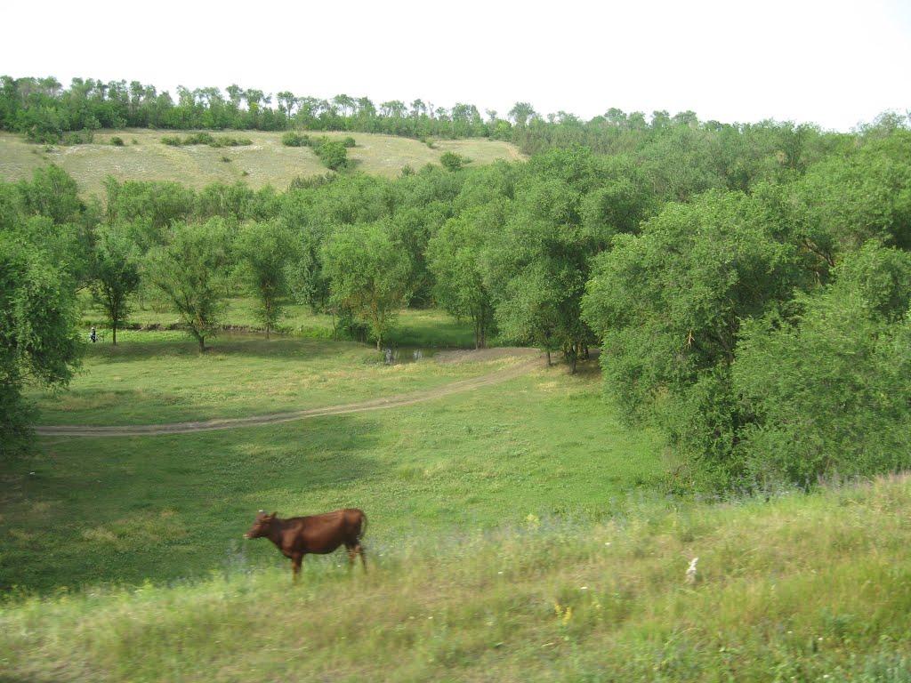 Старосілля з panoramio.com - Староселье