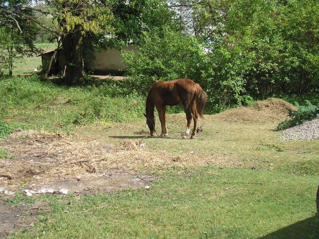 Капітанівка з panoramio.com - Капітанівка