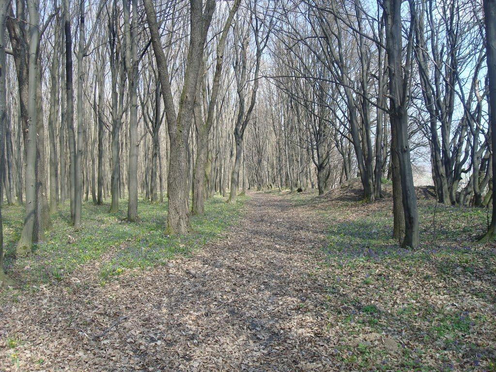 Ставчани з panoramio.com - Ставчаны