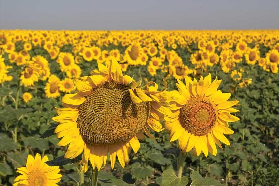 Старий Крим з panoramio.com - Старий Крим