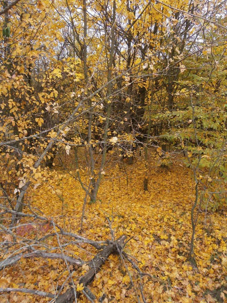 Нечаївка з panoramio.com - Нечаевка