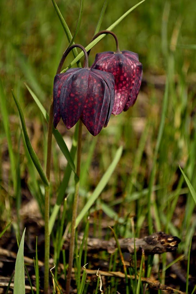 Пісочна з panoramio.com - Пісочна