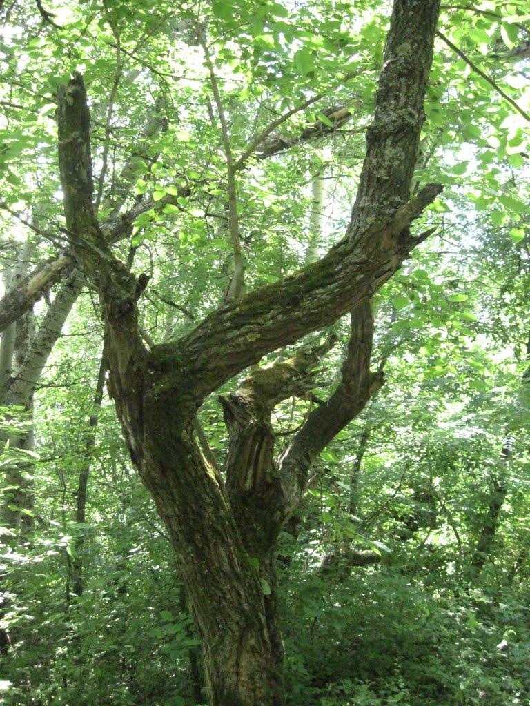 Потоки з panoramio.com - Потоки