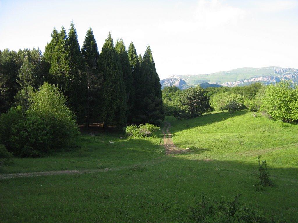 Лаванда з panoramio.com (ч.2) - Лаванда