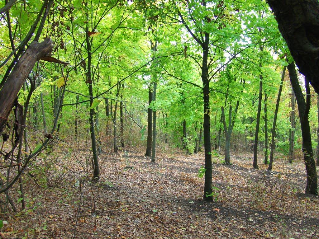 Роздільна з panoramio.com - Роздільна