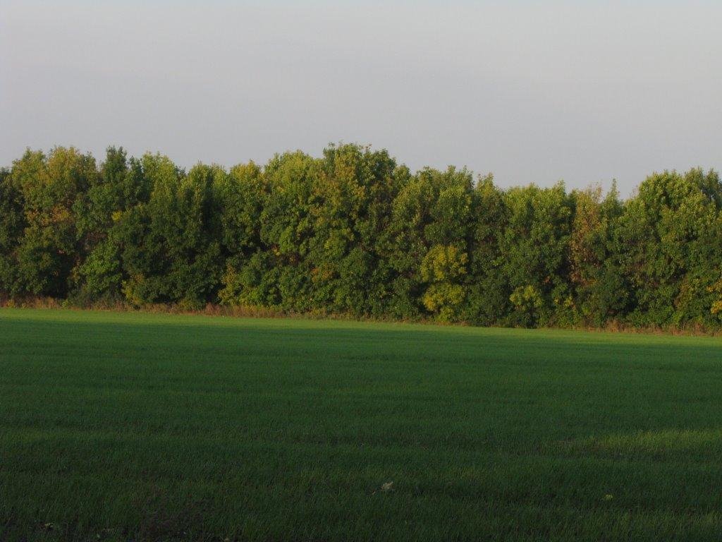 Петропавлівка з panoramio.com - Петропавлівка