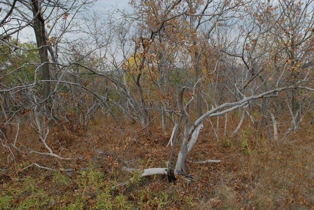 Торез з panoramio.com (ч.2) - Торез