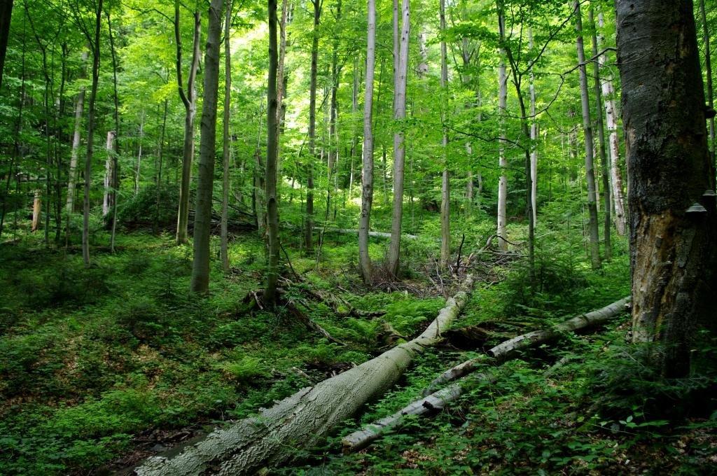 Стужиця з panoramio.com (ч.2) - Стужиця