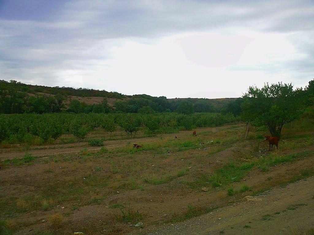 Шевченкове з panoramio.com - Шевченково