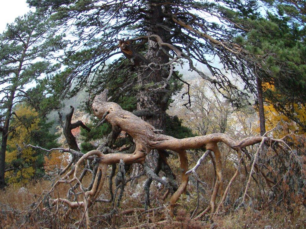 Совєтське з panoramio.com (ч.2) - Советское