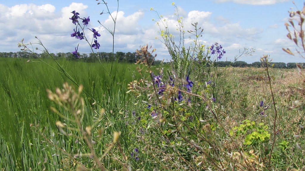 Лукашівка з panoramio.com - Лукашовка