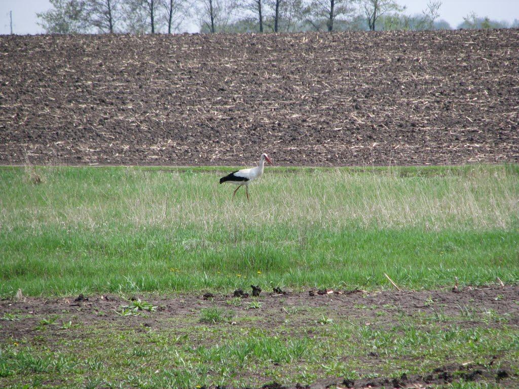 Губське з panoramio.com - Губське