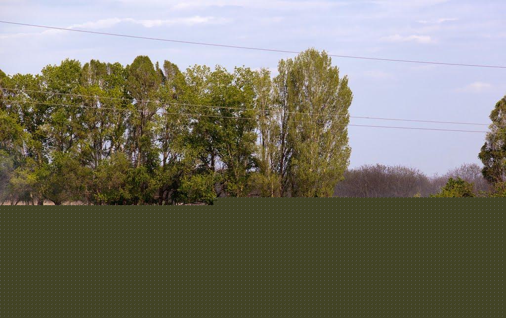 Требухівці з panoramio.com - Требуховцы