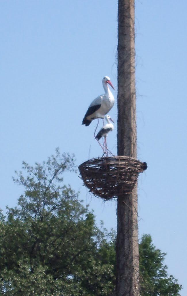 Вільнянськ з panoramio.com - Вільнянськ