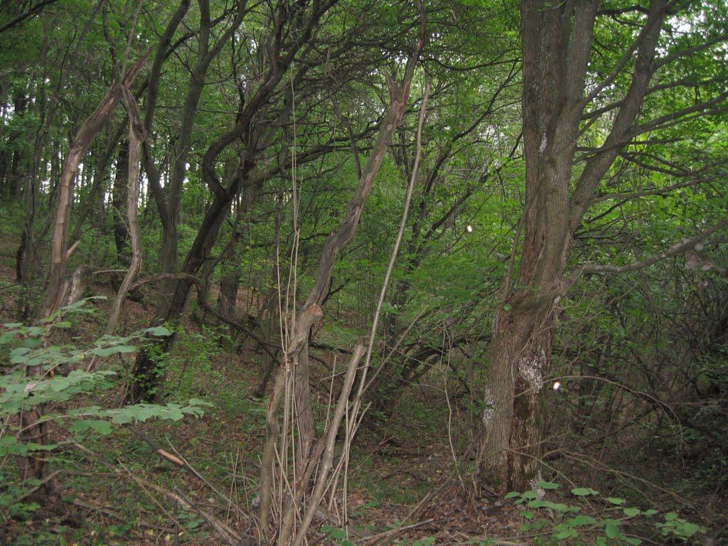 Плавні з panoramio.com - Плавни