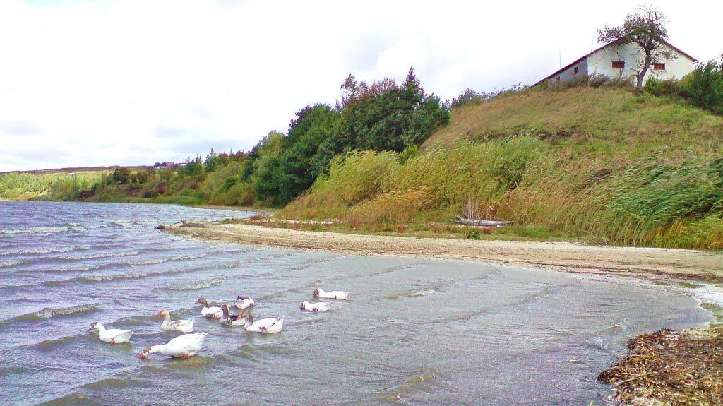Бережани з panoramio.com - Бережаны