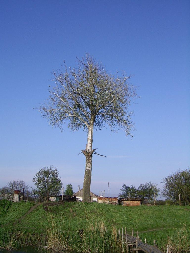 Осипенко з panoramio.com - Осипенко