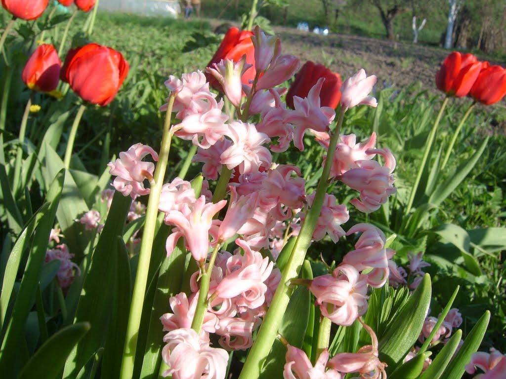 Будище з panoramio.com - Будище