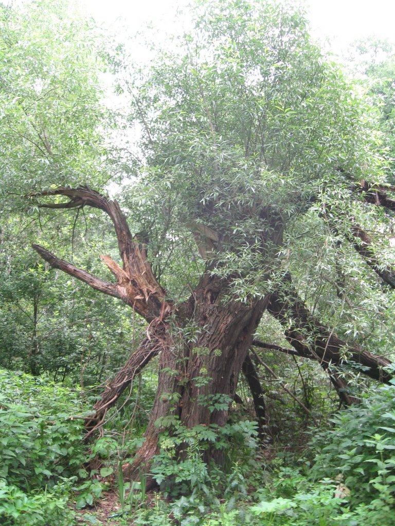 Острів з panoramio.com - Острів