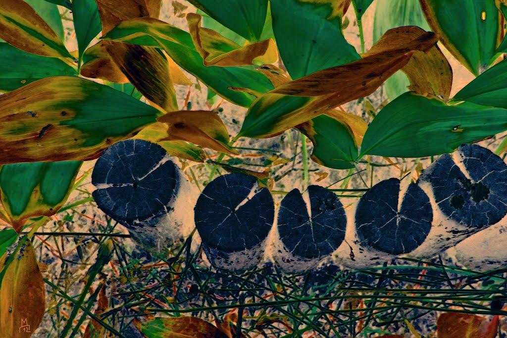 Хорішки з panoramio.com - Хорошки